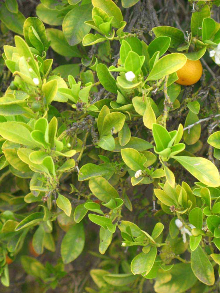              Sun leaves (Riverside, CA)       